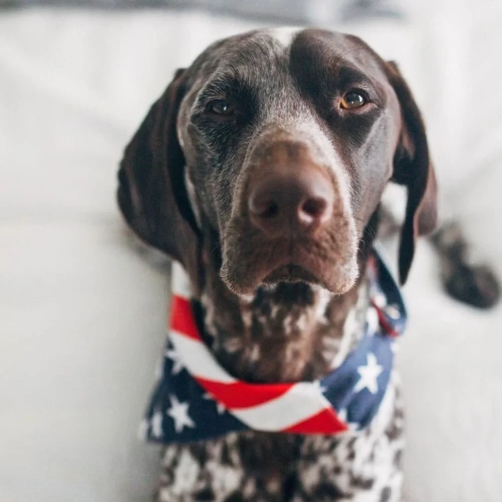 American Flag Red White and Blue Bandana for Pets
